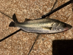 セイゴ（ヒラスズキ）の釣果