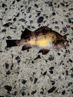 メバルの釣果