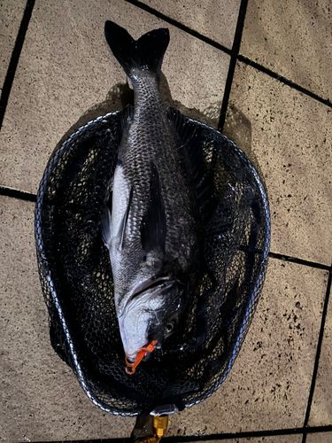 チヌの釣果