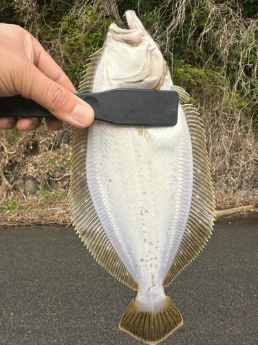 ソゲの釣果