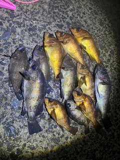 クロメバルの釣果