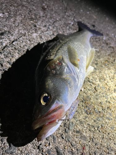 セイゴ（マルスズキ）の釣果