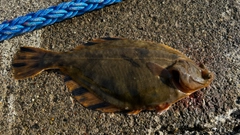 マカジカの釣果