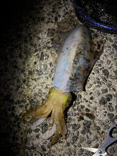 アオリイカの釣果