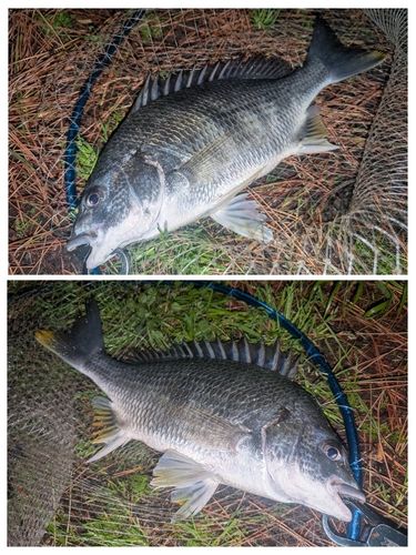 キビレの釣果