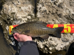スモールマウスバスの釣果
