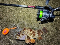 ヨロイメバルの釣果