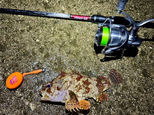 ヨロイメバルの釣果