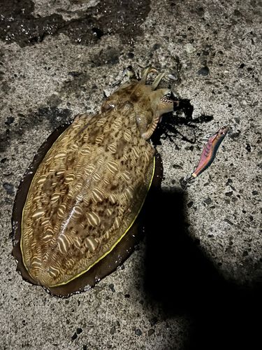 モンゴウイカの釣果