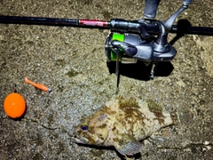 ムラソイの釣果