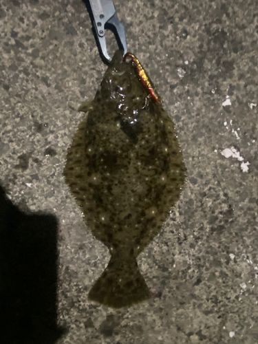 ヒラメの釣果