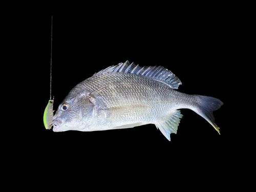 キビレの釣果