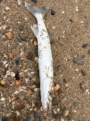 カマスの釣果