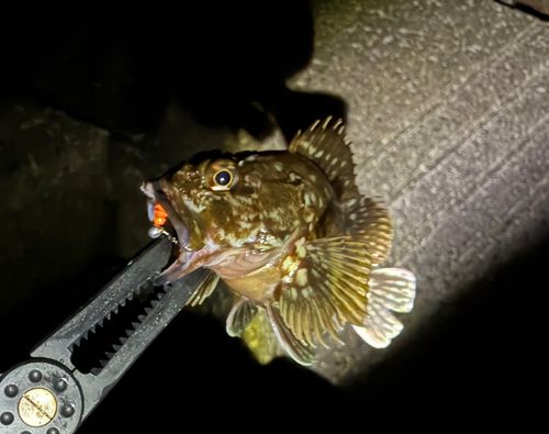 カサゴの釣果