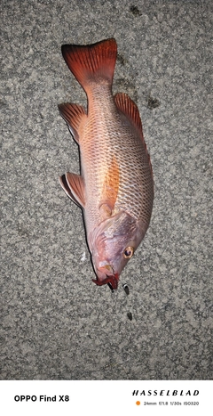 ゴマフエダイの釣果