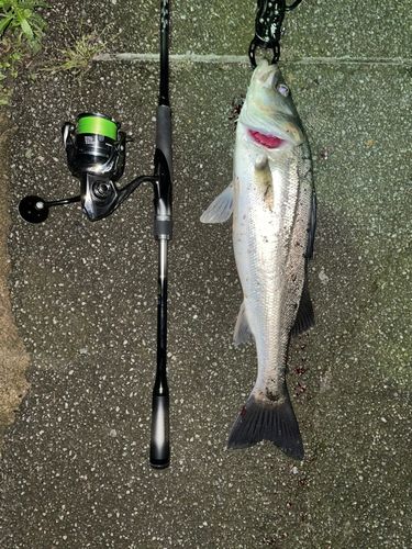 シーバスの釣果