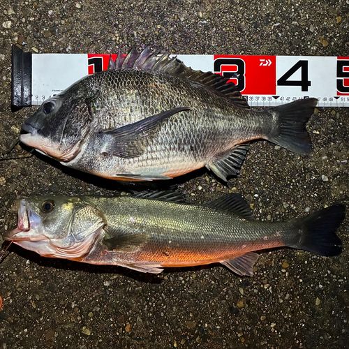 クロダイの釣果