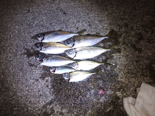 アジの釣果