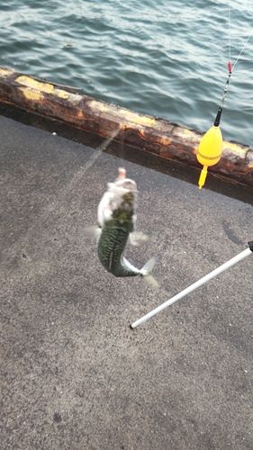 サバの釣果
