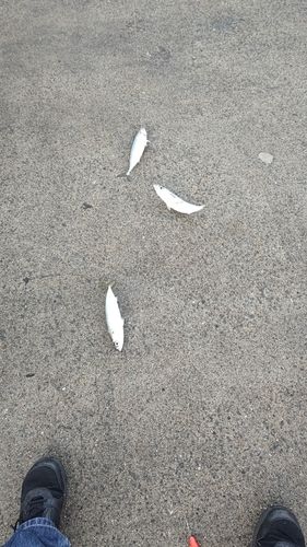 サバの釣果