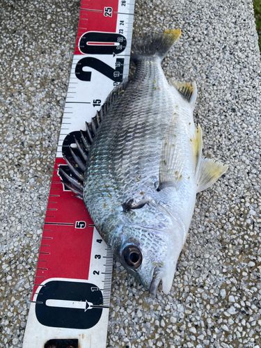 キチヌの釣果
