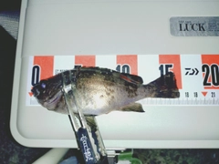シロメバルの釣果