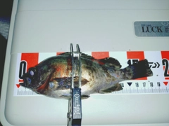 シロメバルの釣果