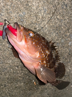 キジハタの釣果