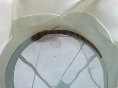 マハゼの釣果