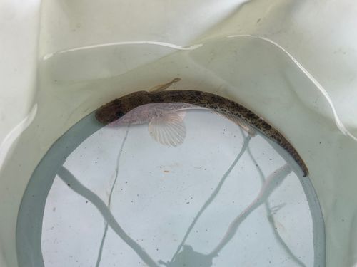 マハゼの釣果