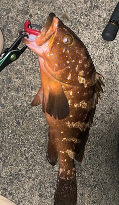 キジハタの釣果