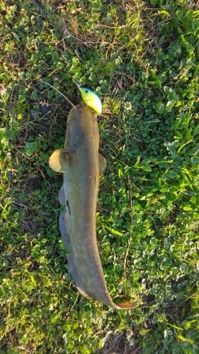 ナマズの釣果