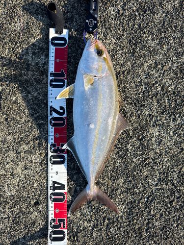 カンパチの釣果