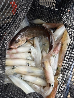 マメイカの釣果