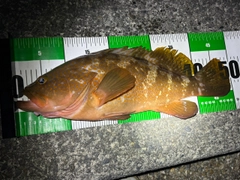 キジハタの釣果