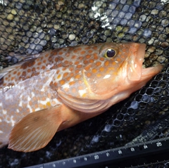 キジハタの釣果