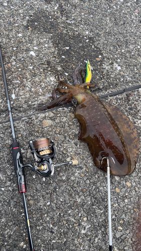 アオリイカの釣果