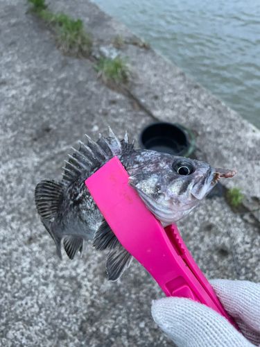 クロソイの釣果
