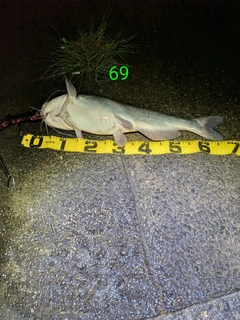 アメリカナマズの釣果