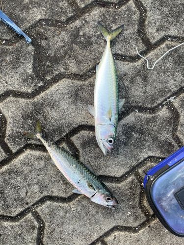 サバの釣果