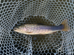 レインボートラウトの釣果