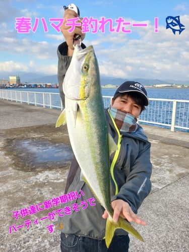 ハマチの釣果