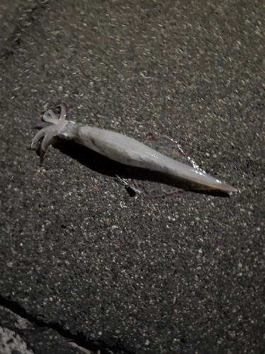 ヤリイカの釣果