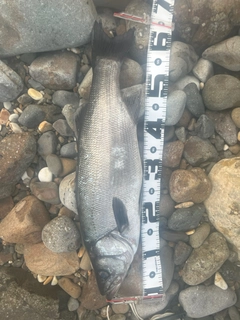ヒラスズキの釣果