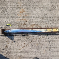 タチウオの釣果