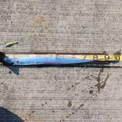 タチウオの釣果