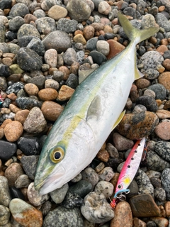 コゾクラの釣果