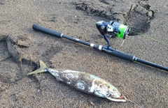 ワカシの釣果