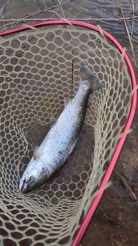 サクラマスの釣果