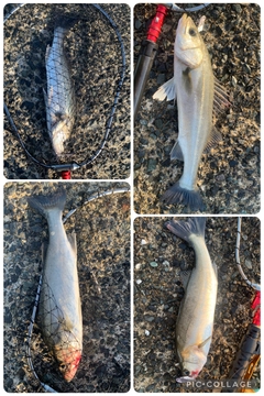 セイゴ（マルスズキ）の釣果